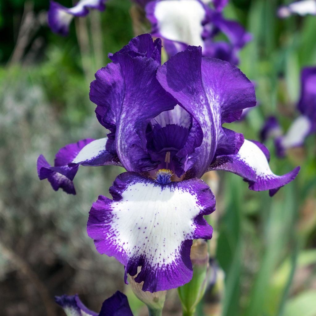 Iris germanica Art Déco - Iris des Jardins