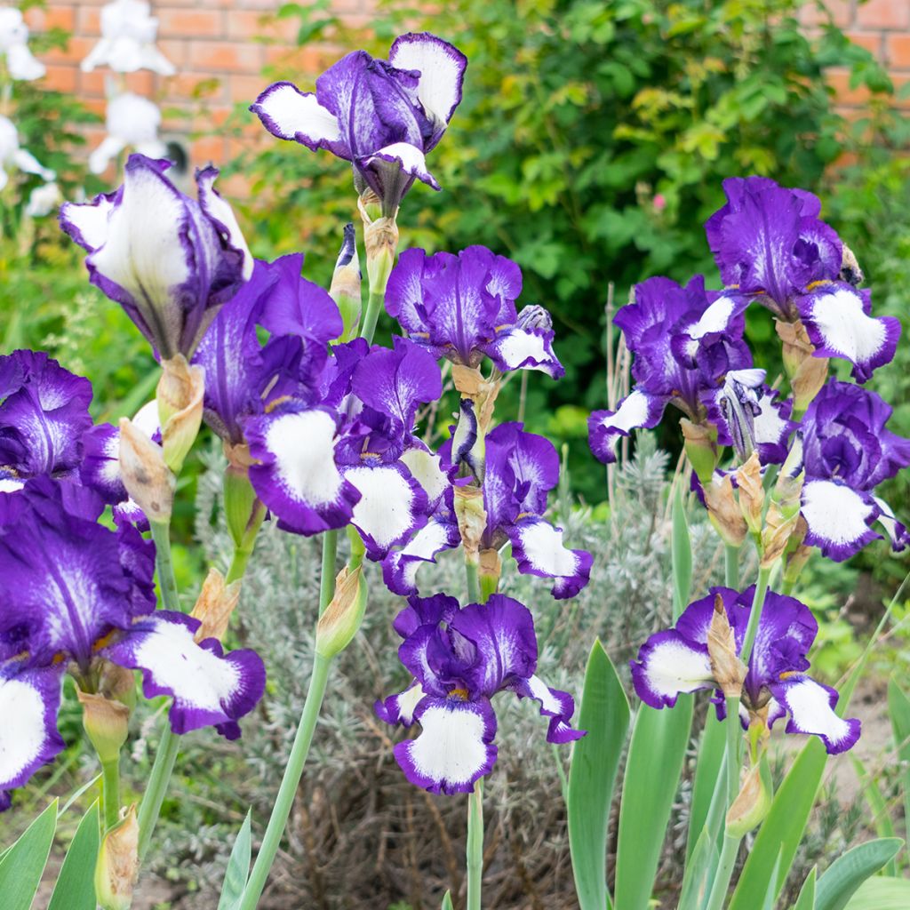 Iris germanica Art Déco - Iris des Jardins