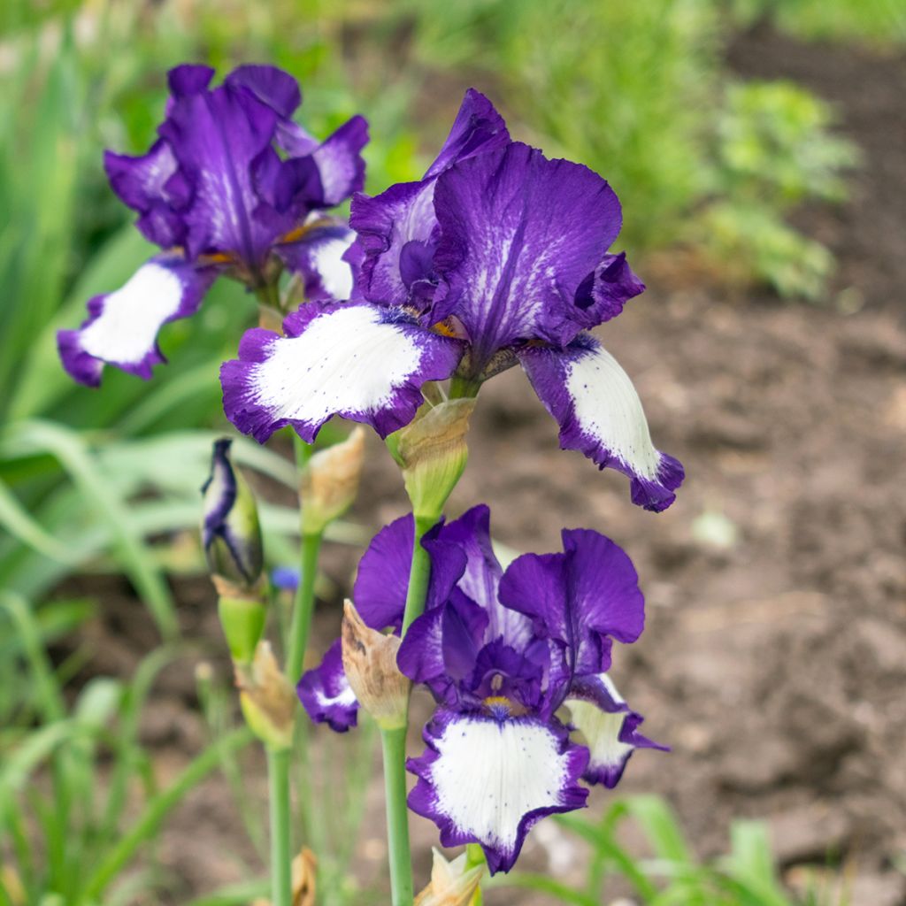 Iris germanica Art Déco - Iris des Jardins
