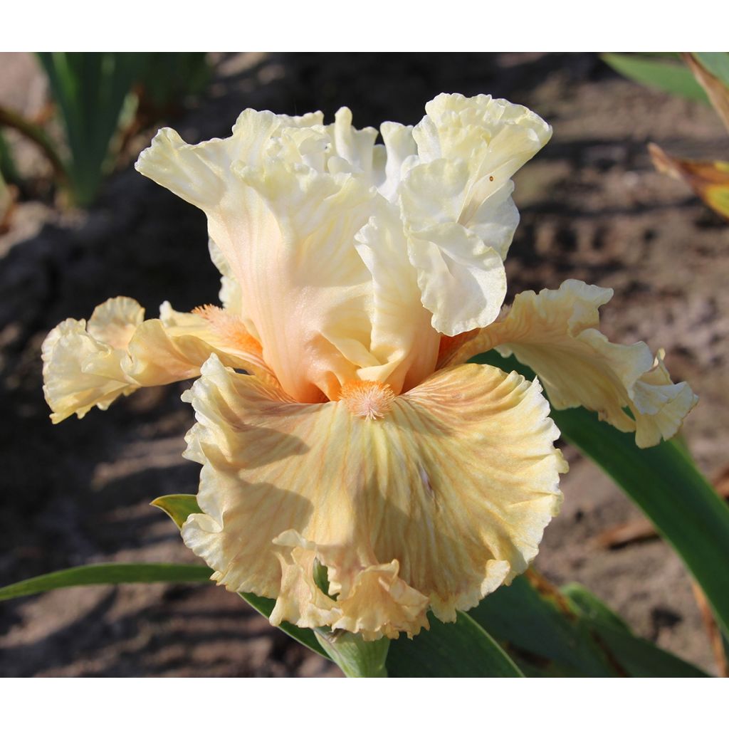 Iris germanica Australian Rose - Iris des Jardins