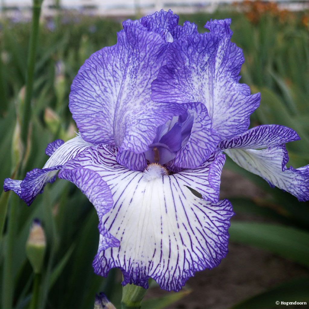 Iris germanica Autumn Circus - Iris des Jardins