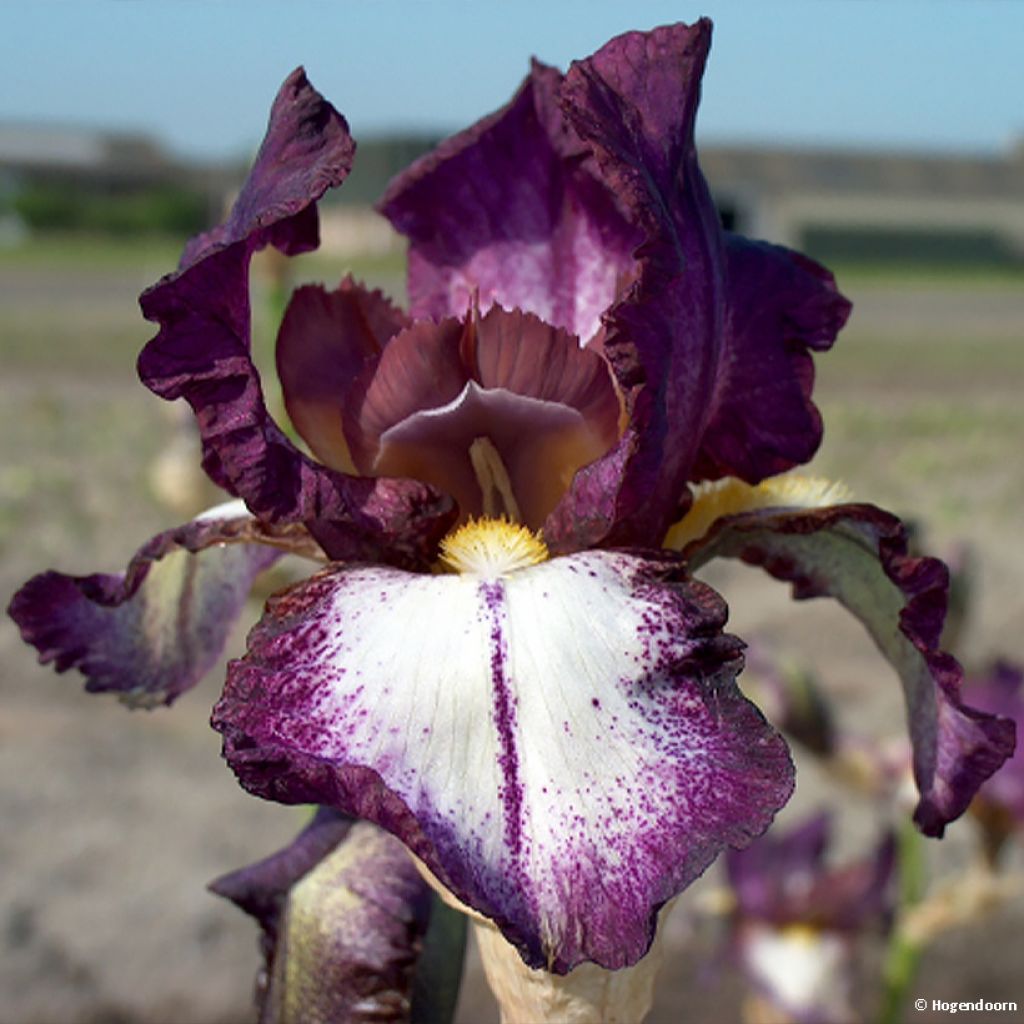 Iris germanica Autumn Encore - Iris des Jardins remontant
