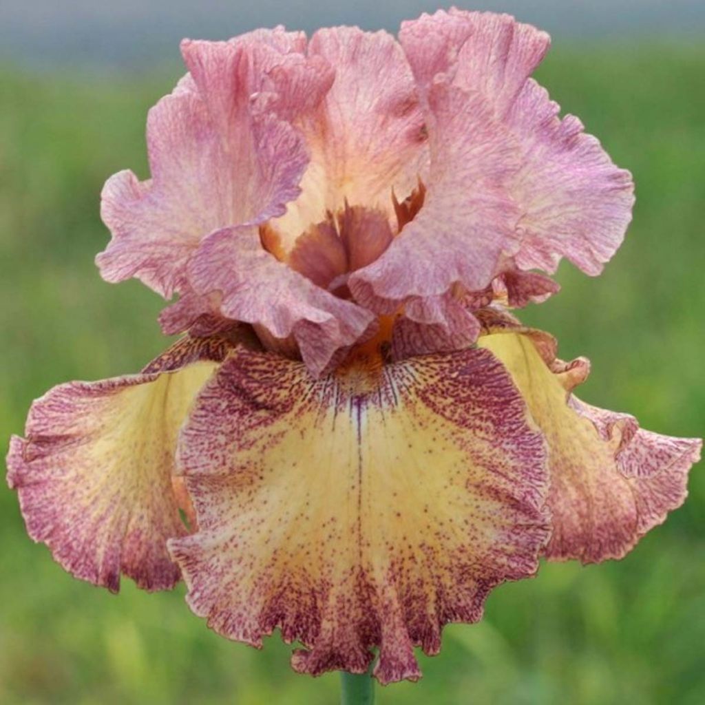 Iris germanica Beguine