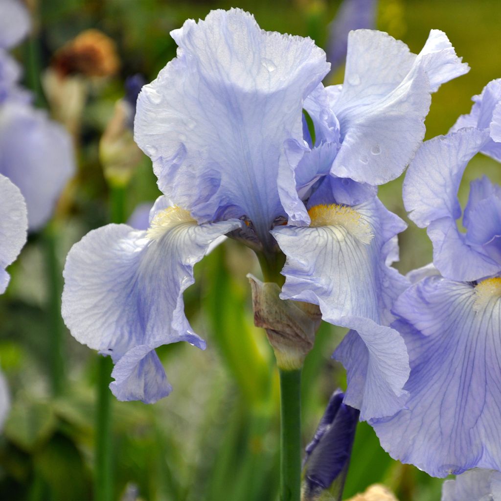 Iris germanica Babbling Brook - Iris des Jardins