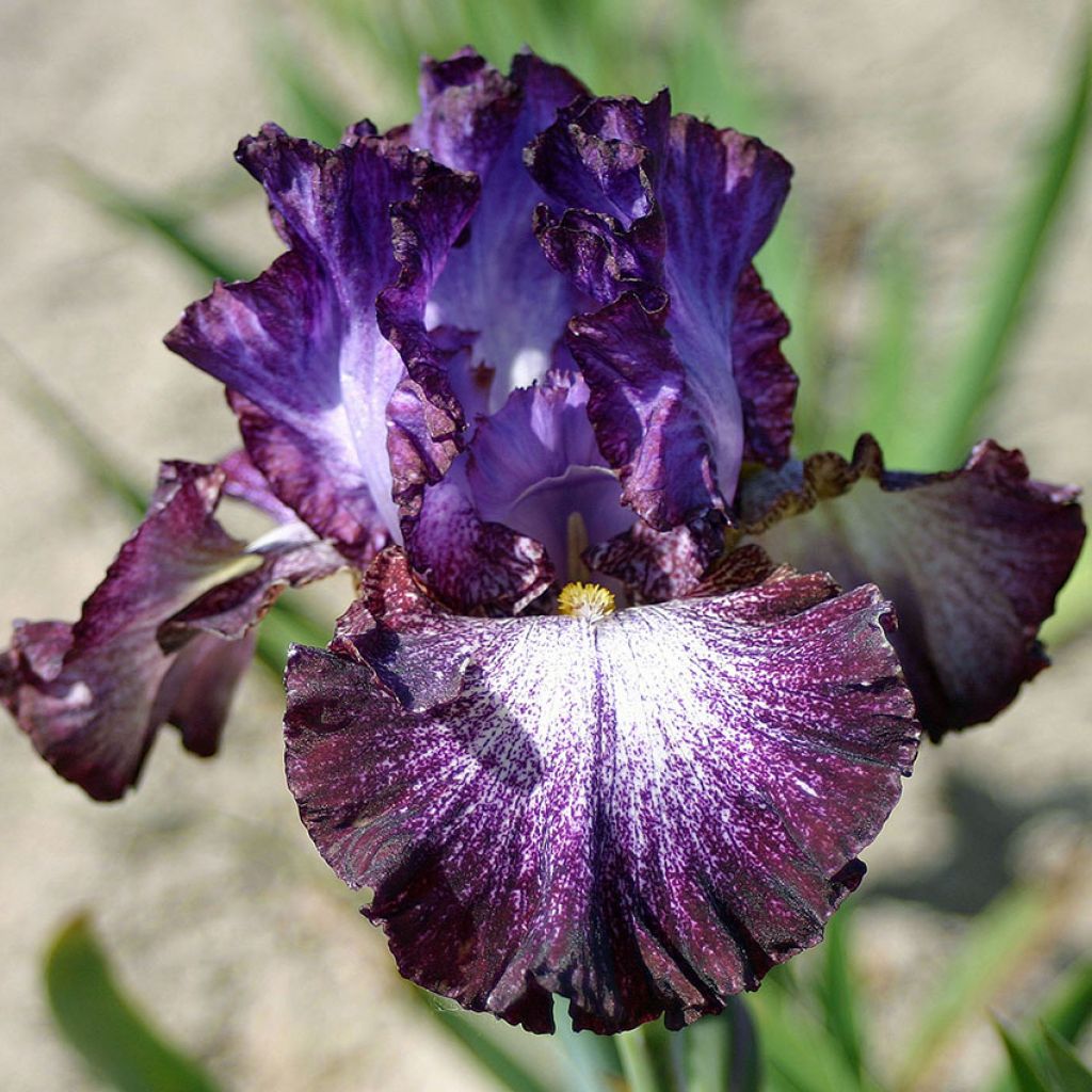 Iris germanica Ball of Confusion - Iris des Jardins à grandes fleurs bleu  violet