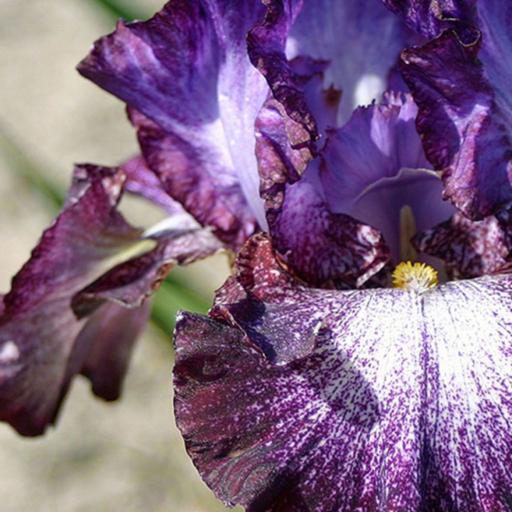 Iris germanica Ball of Confusion