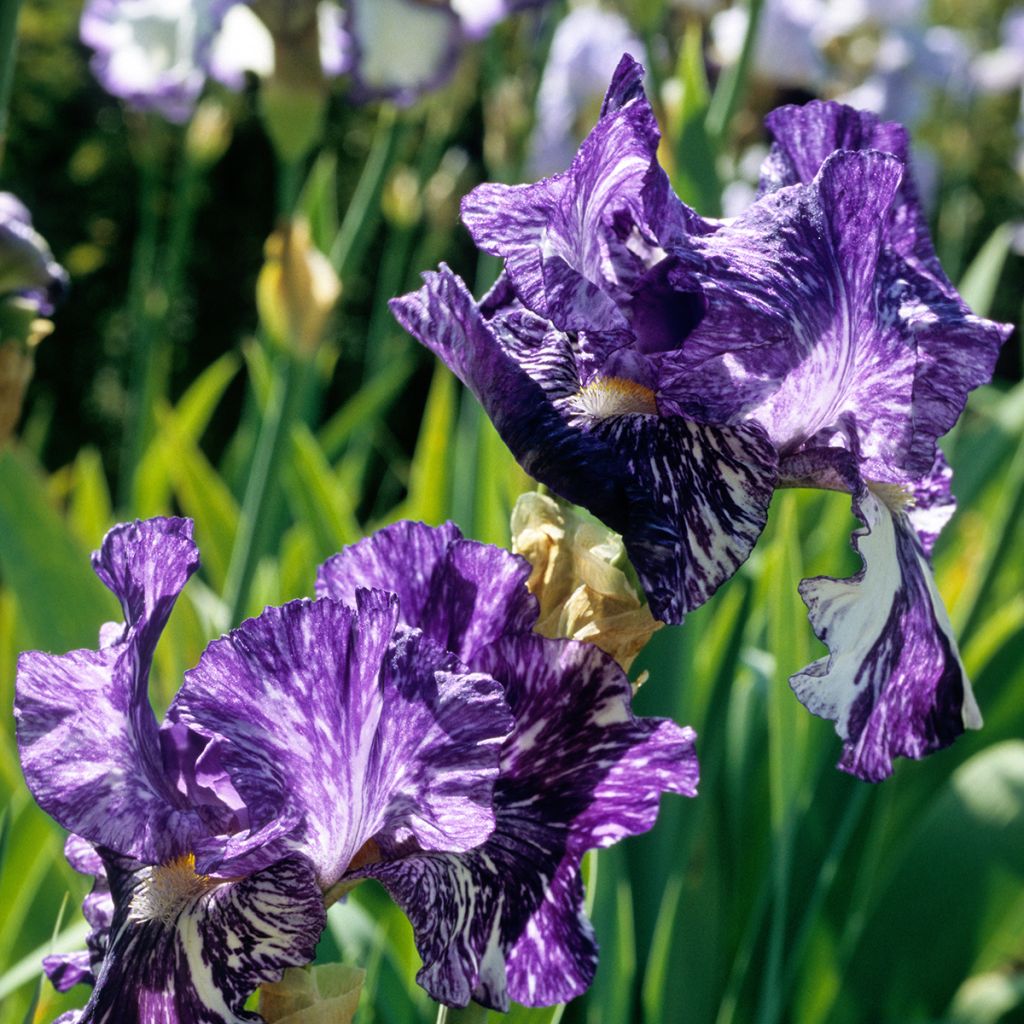 Iris germanica Batik - Shazam - Iris des jardins