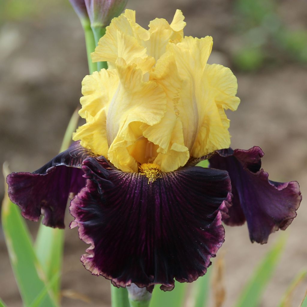 Iris germanica Beauté De Sologne - Iris des Jardins