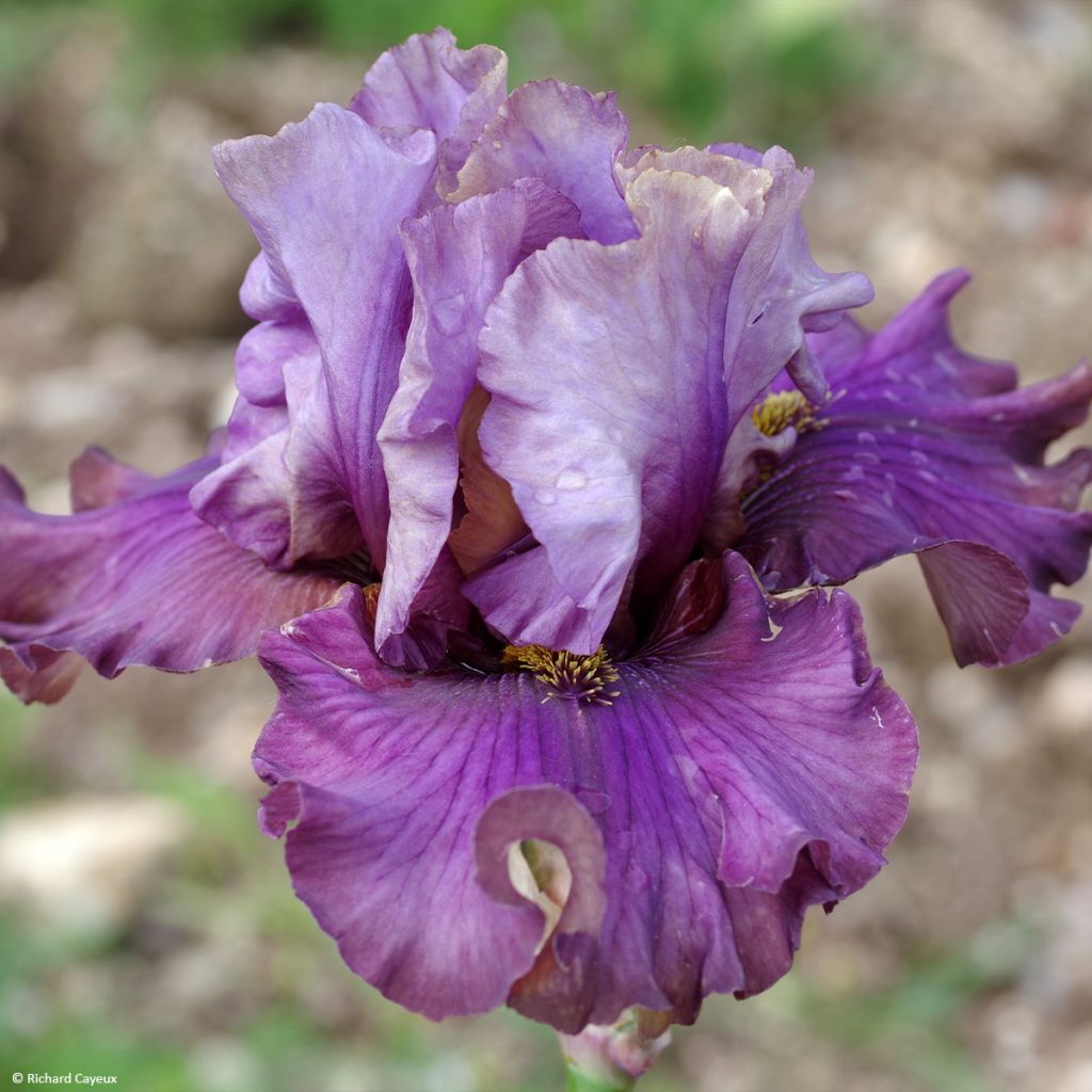 Iris germanica Belle Surprise - Grand Iris des Jardins
