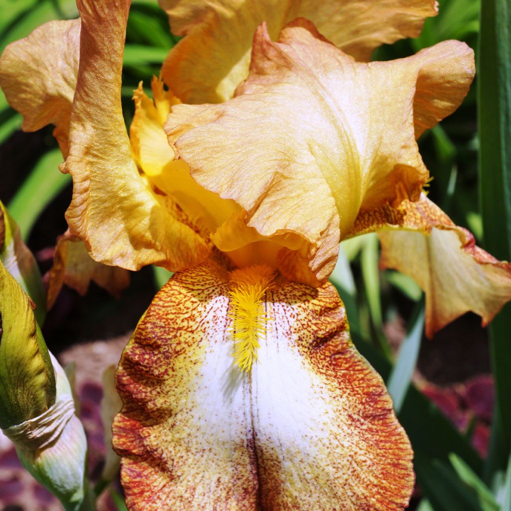 Iris germanica Belvi Queen - Iris des Jardins remontant