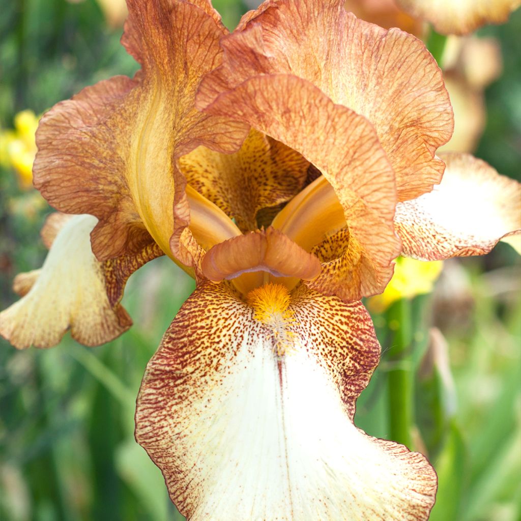 Iris germanica Belvi Queen - Iris des Jardins remontant