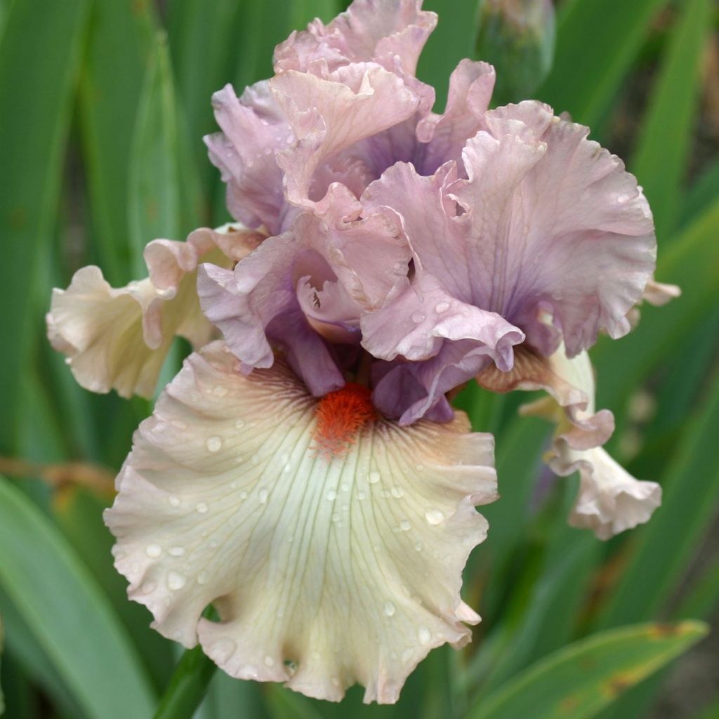 Iris germanica Bewitchment - Iris des Jardins