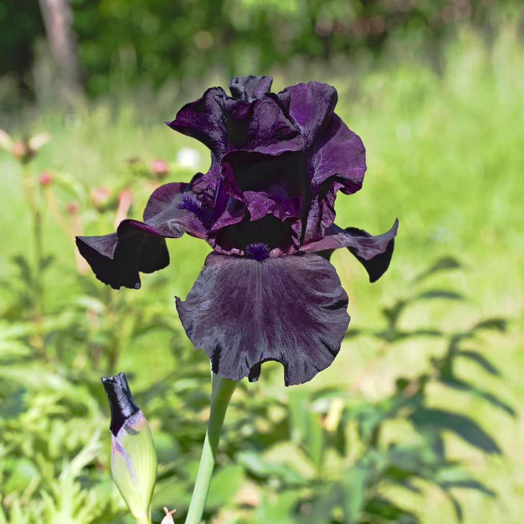 Iris germanica Black Suited