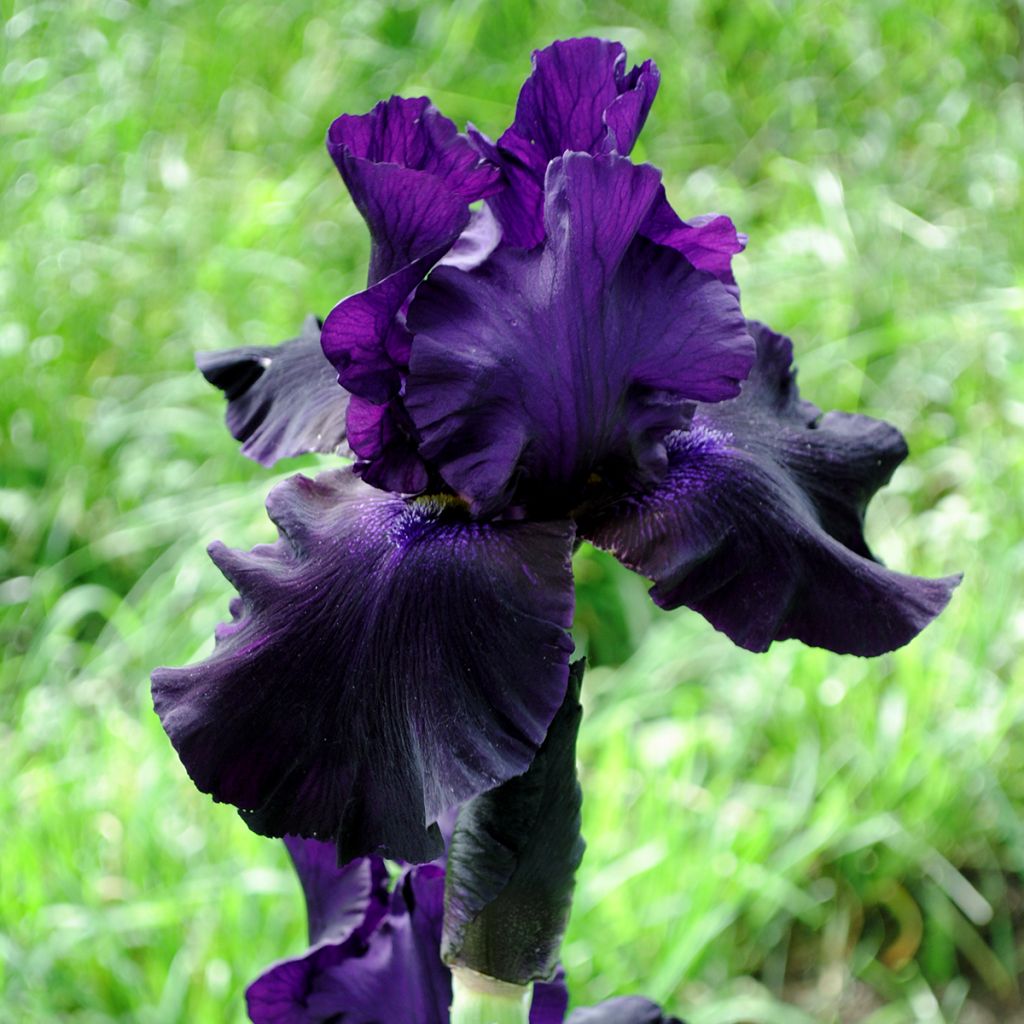 Iris germanica Black Suited