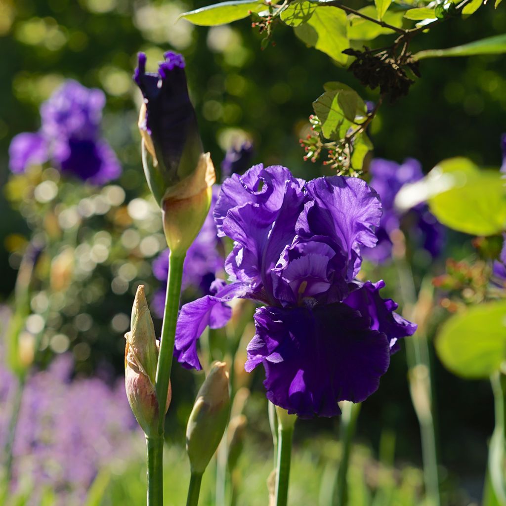 Iris germanica Blenheim Royal - Ship Shape - Iris des Jardins