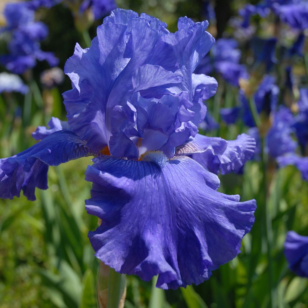 Iris germanica Blenheim Royal - Ship Shape - Iris des Jardins