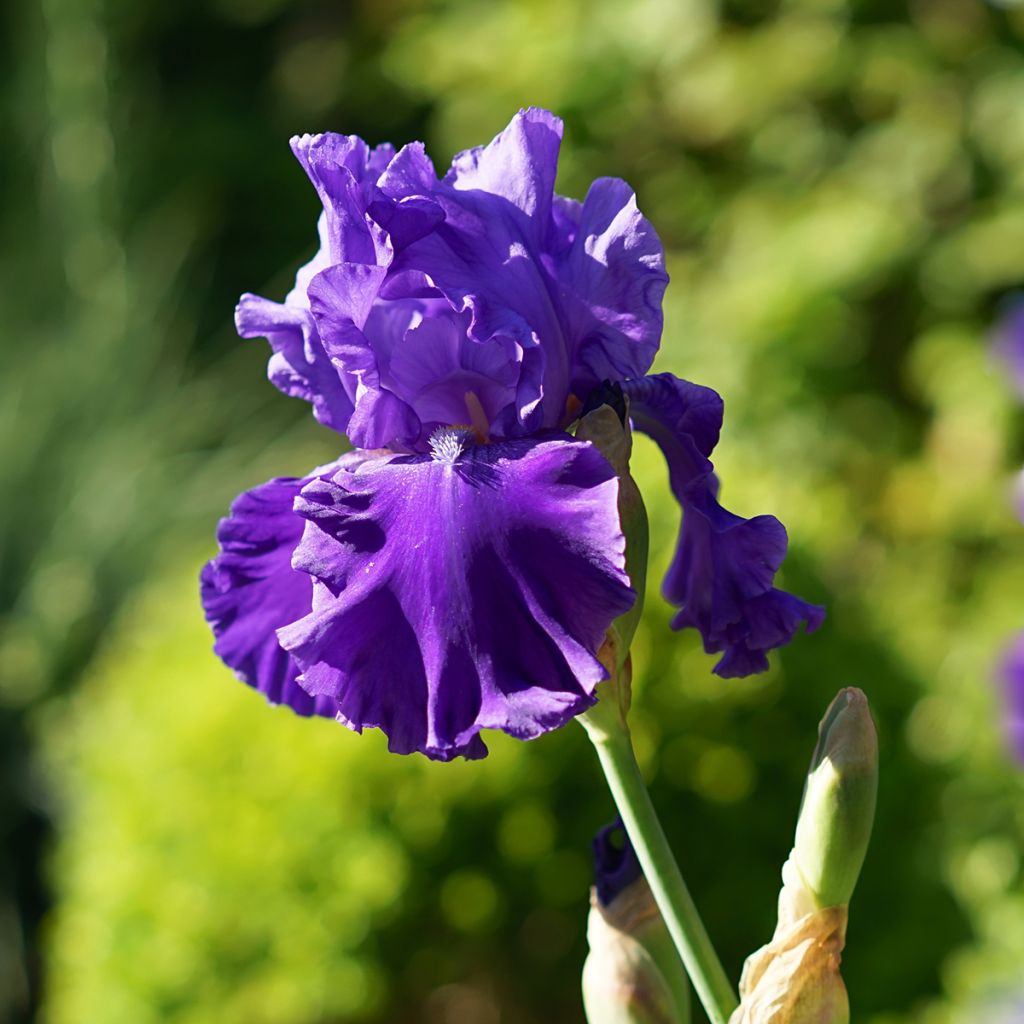Iris germanica Blenheim Royal - Ship Shape - Iris des Jardins