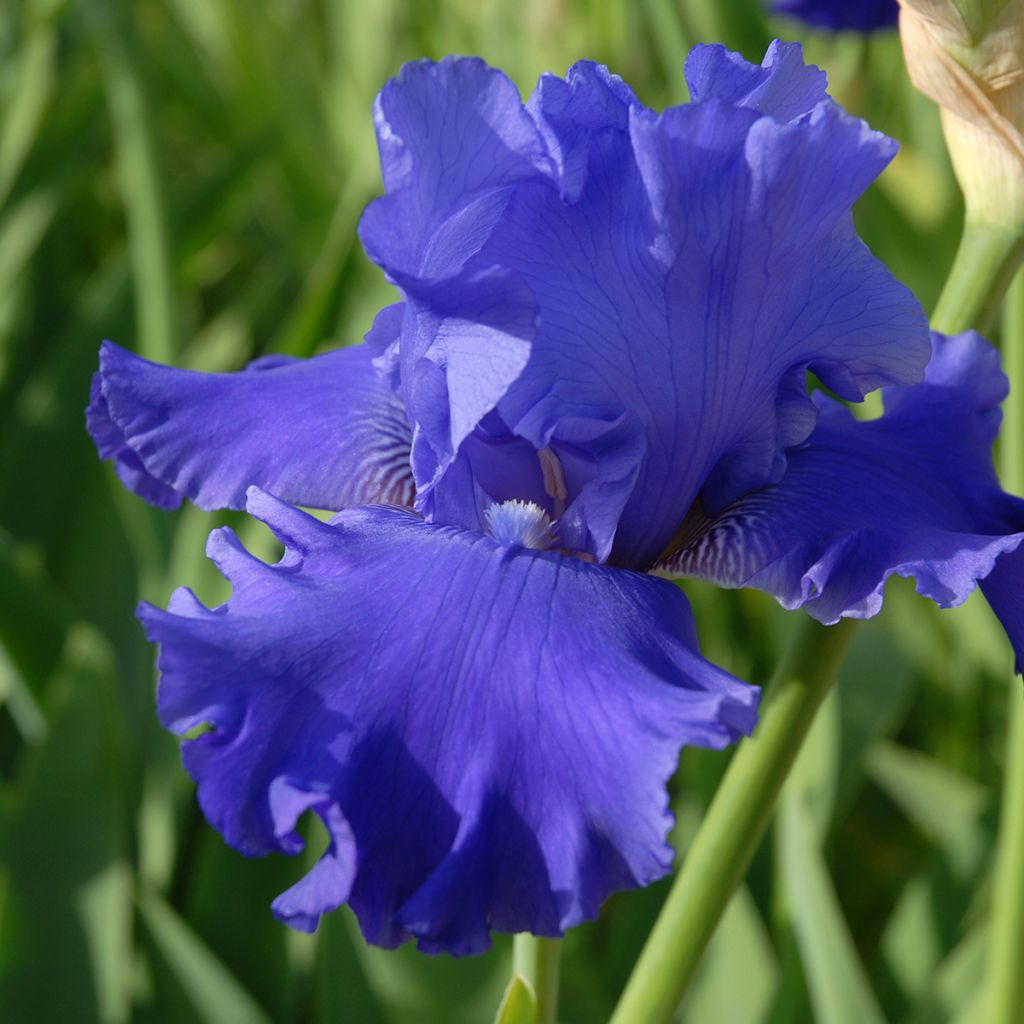 Iris germanica Blenheim Royal - Ship Shape - Iris des Jardins