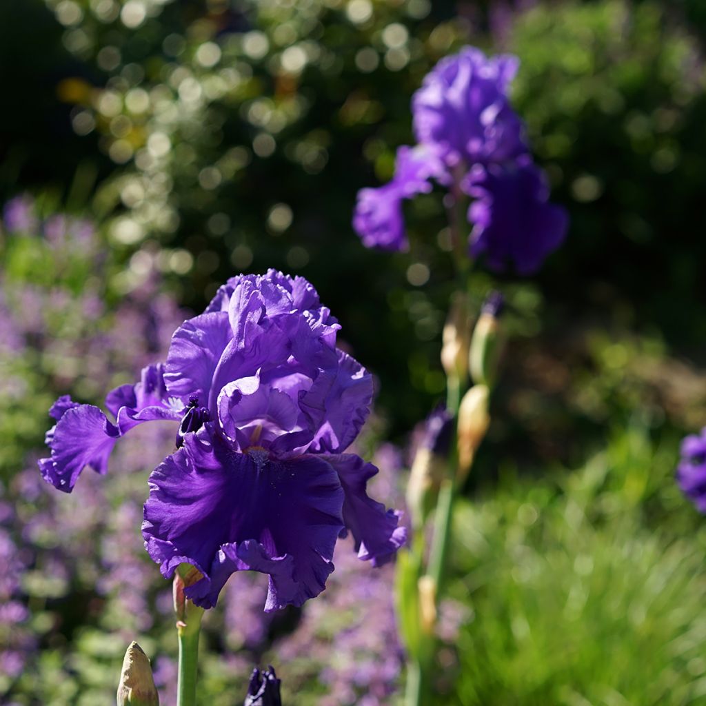 Iris germanica Blenheim Royal - Ship Shape - Iris des Jardins