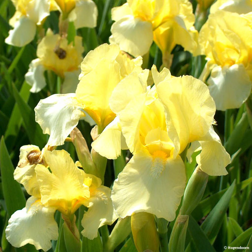 Iris germanica Blessed Again - Iris des Jardins intermédiaire remontant