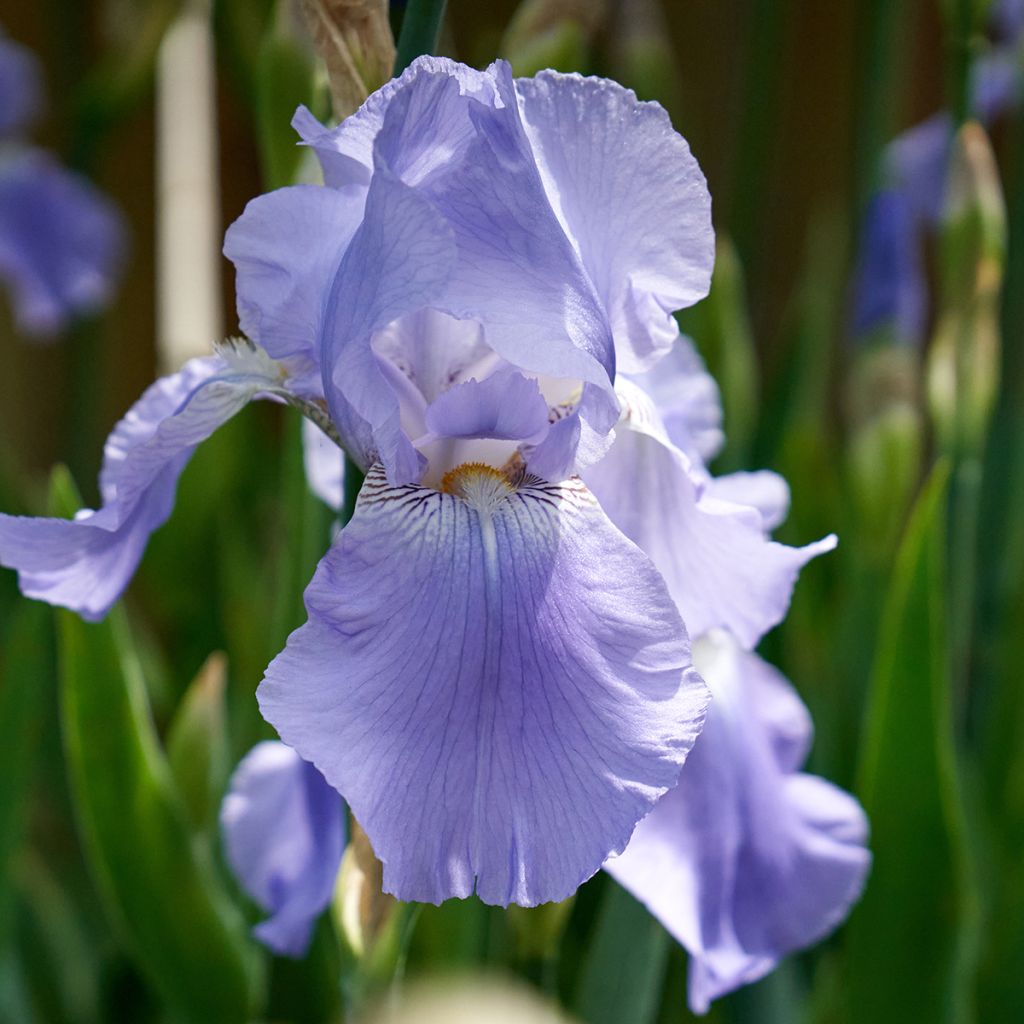 Iris germanica Blue Rhythm - Iris des Jardins