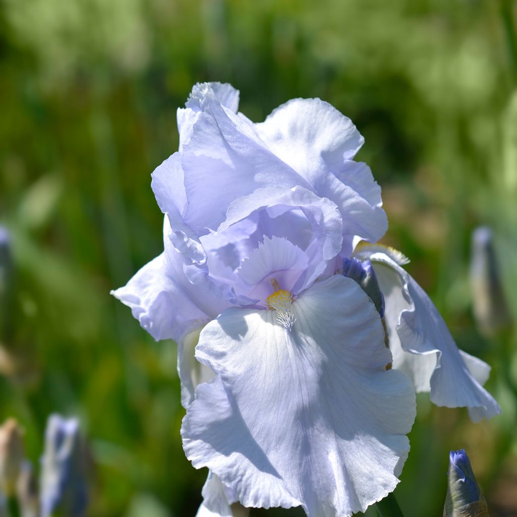 Iris germanica Blue Sapphire - Iris des Jardins