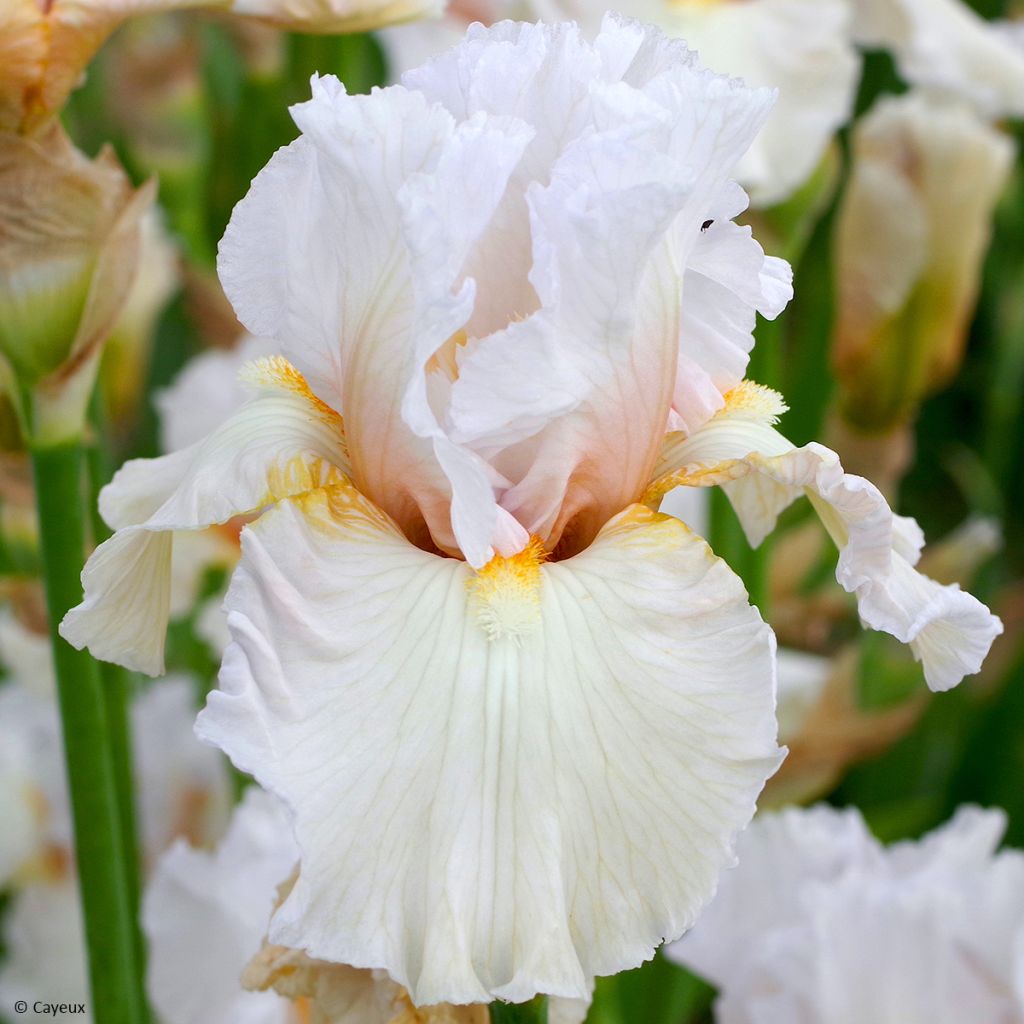 Iris germanica Bride's Blush - Iris des Jardins