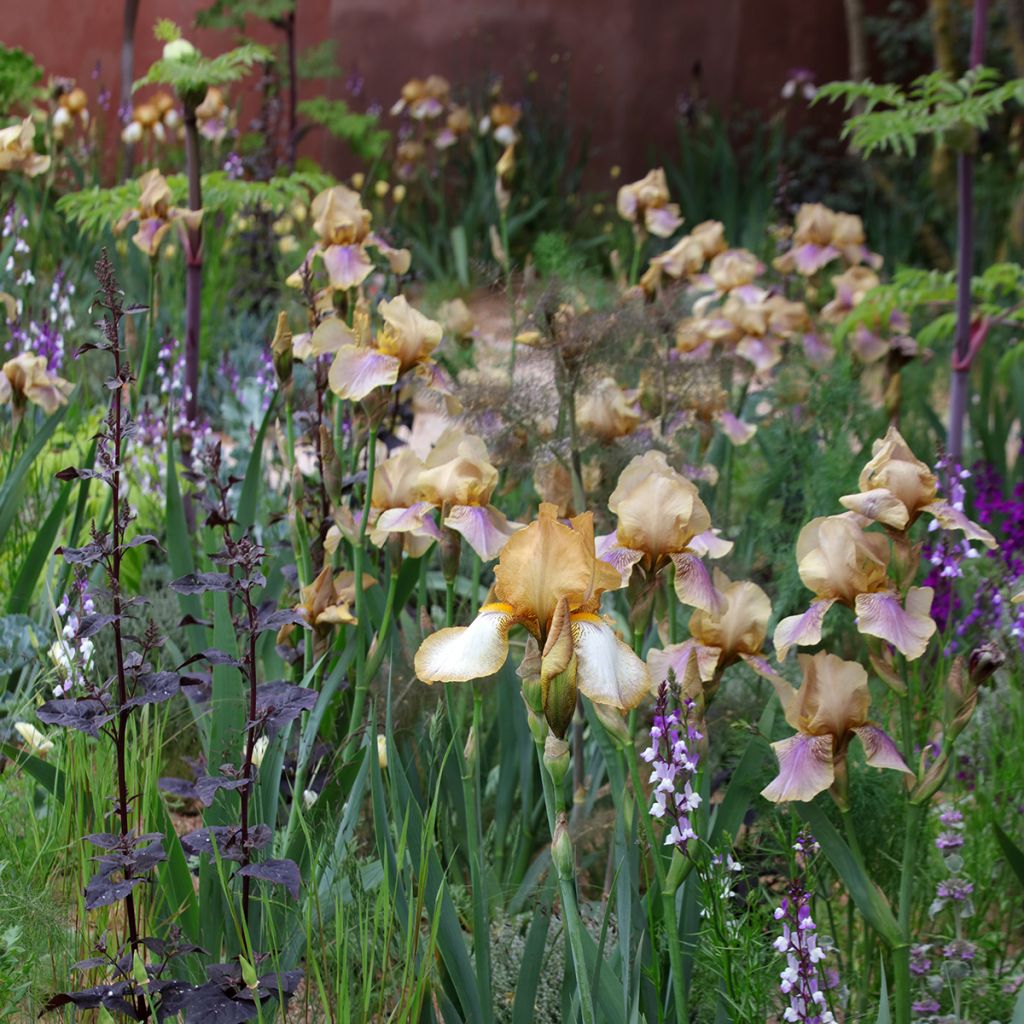 Iris germanica Burnt Toffee