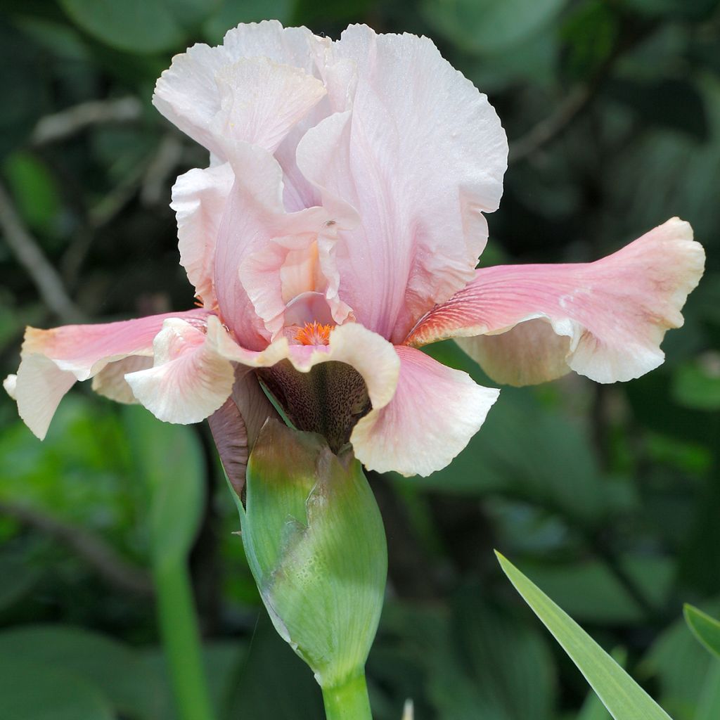 Iris germanica Cameo wine