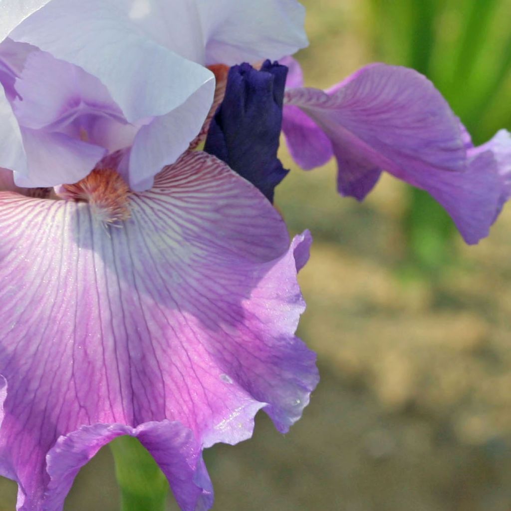 Iris germanica Carl and Sissy - Iris des Jardins