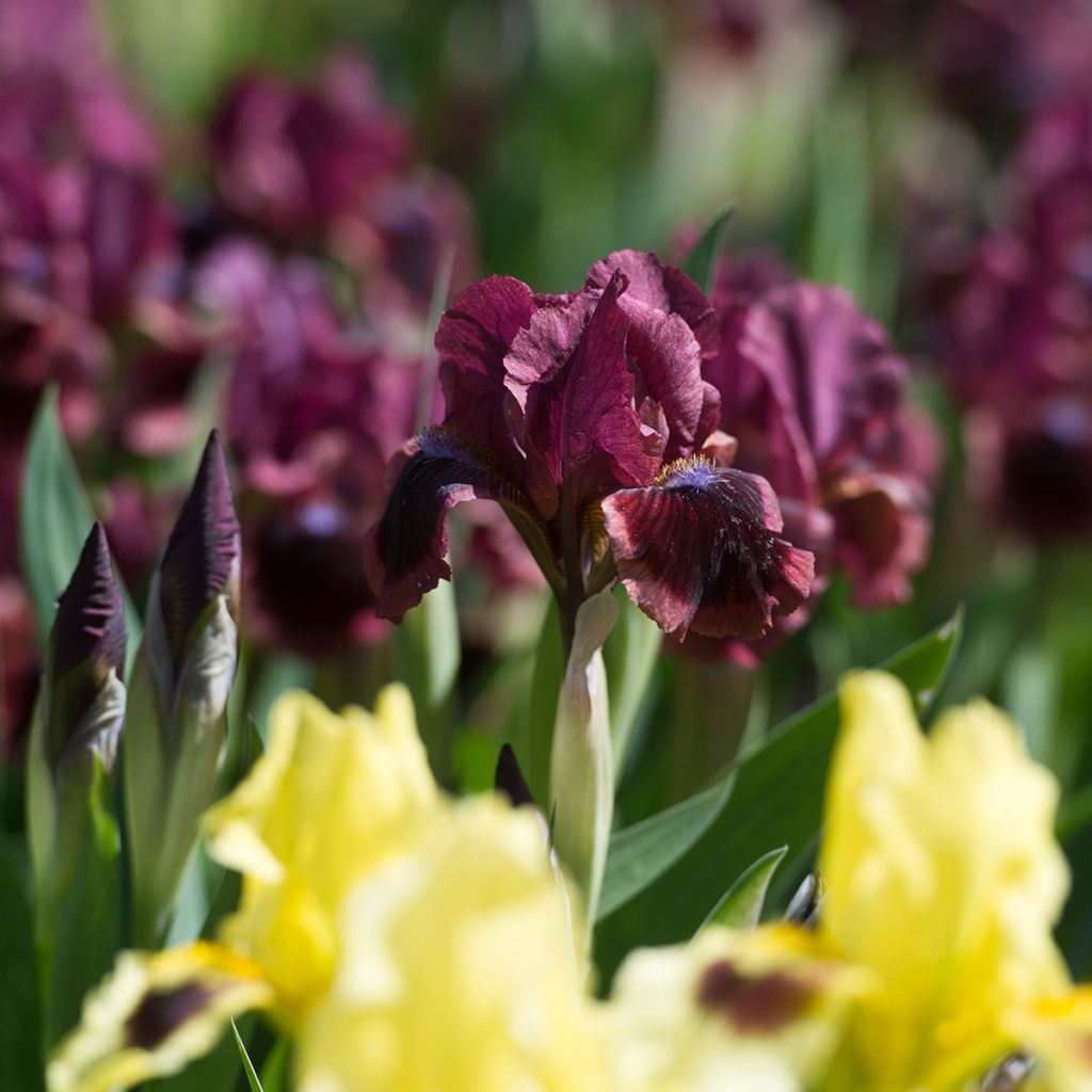 Iris germanica Cat's Eye - Iris des Jardins Lilliput