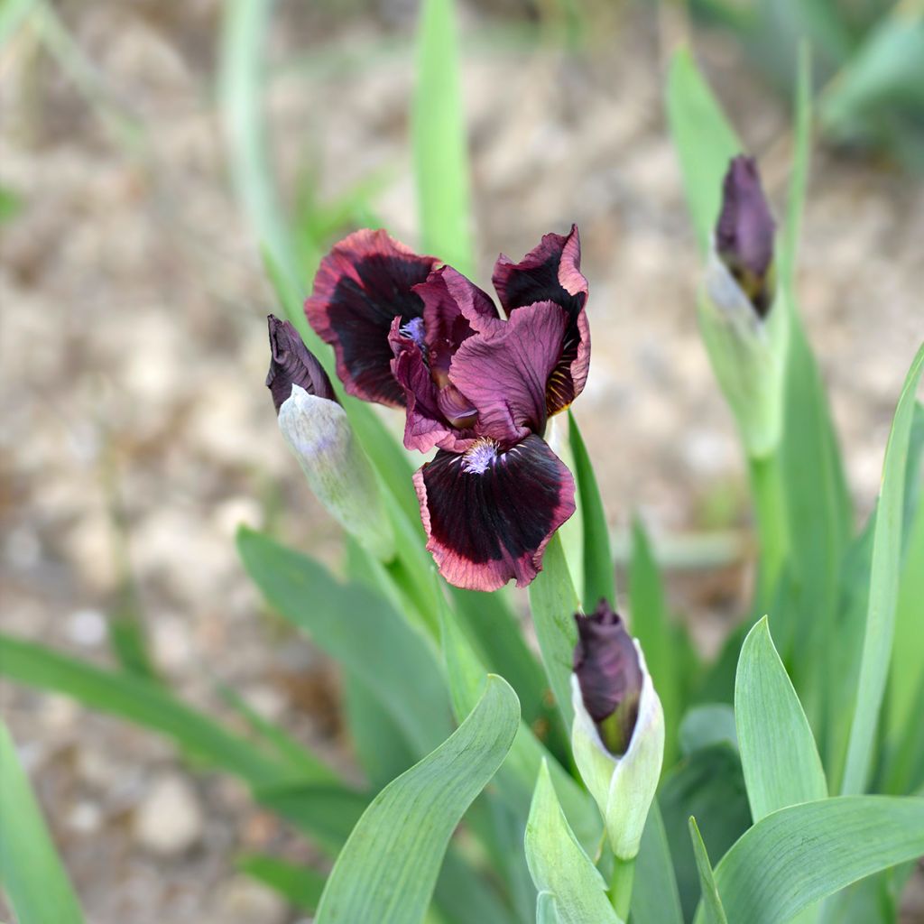 Iris germanica Cat's Eye - Iris des Jardins Lilliput