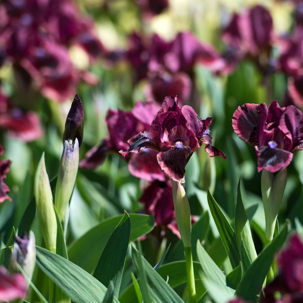 Iris germanica Cat's Eye - Iris des Jardins Lilliput