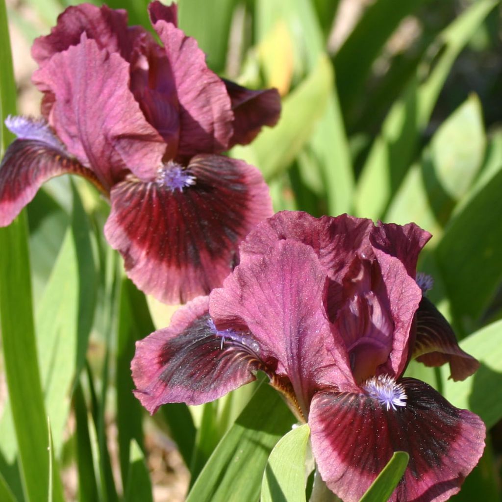 Iris germanica Cat's Eye - Iris des Jardins Lilliput