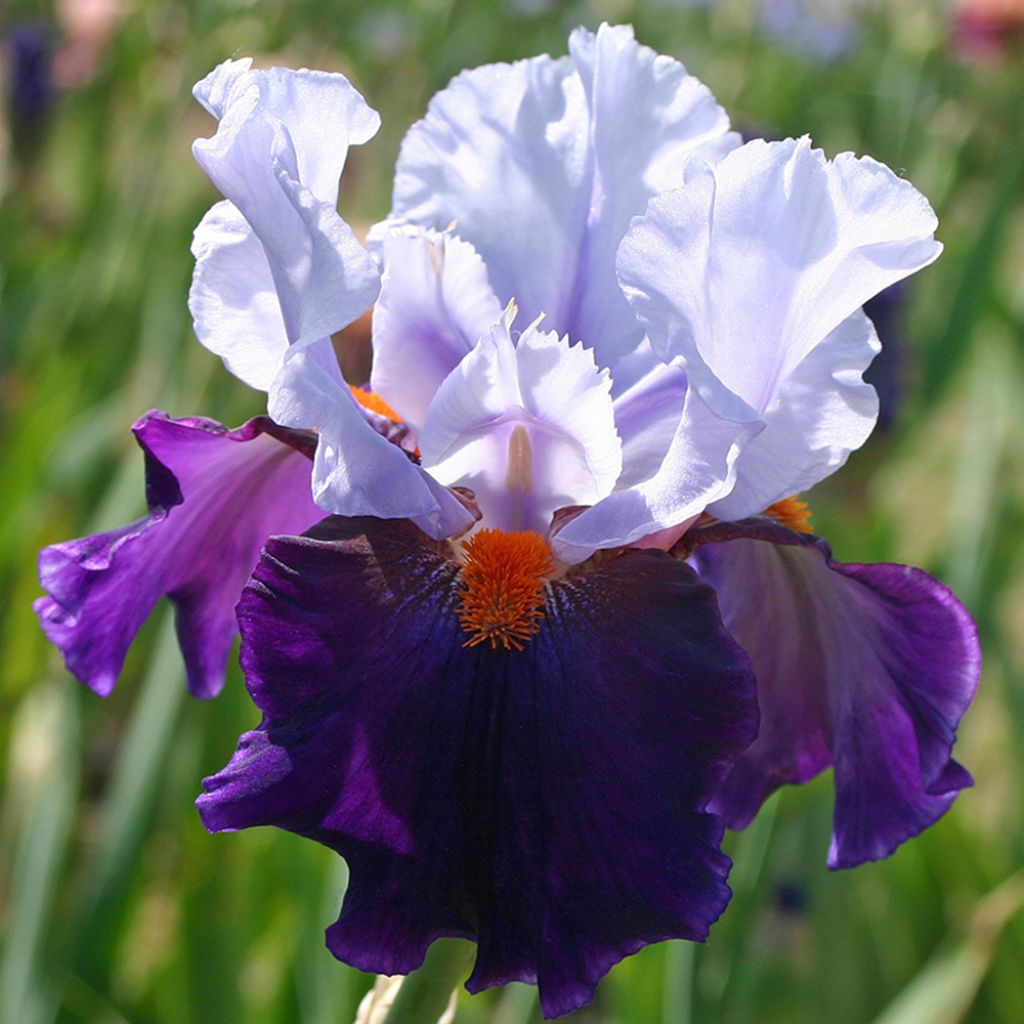 Iris germanica Chelsea Bleu - Iris des Jardins