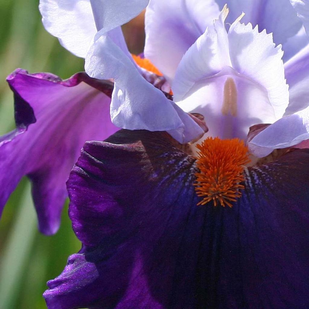 Iris germanica Chelsea Bleu - Iris des Jardins