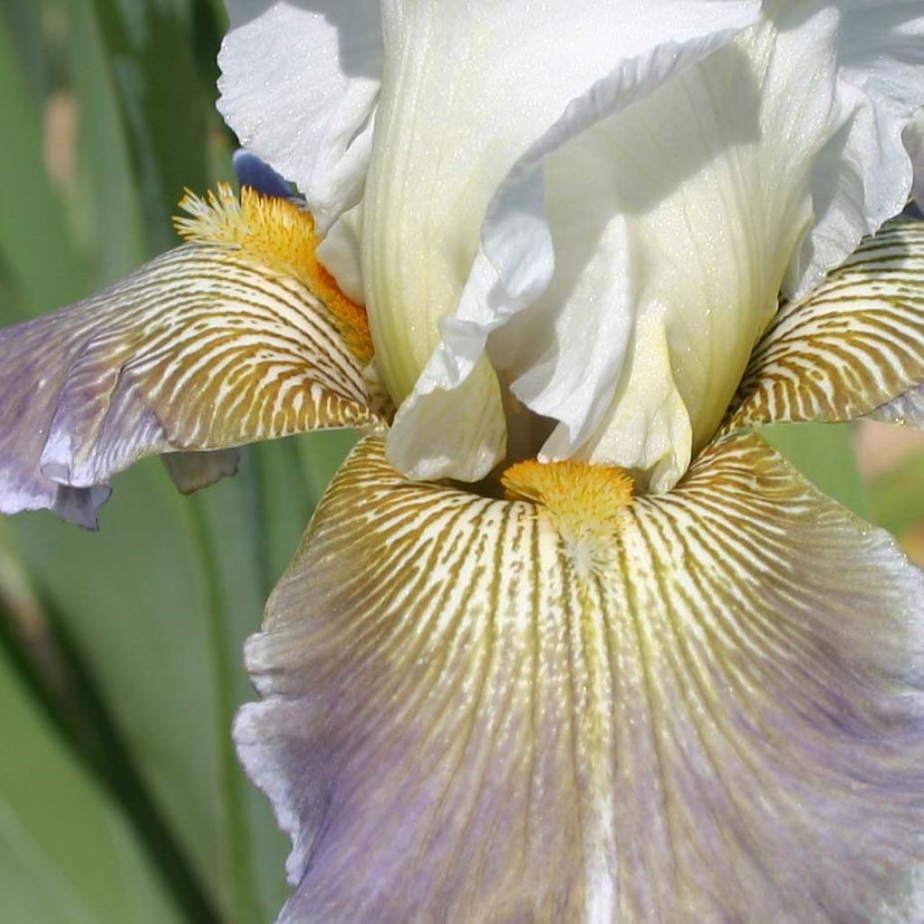 Iris germanica Ciel Gris sur Poilly - Iris des Jardins 