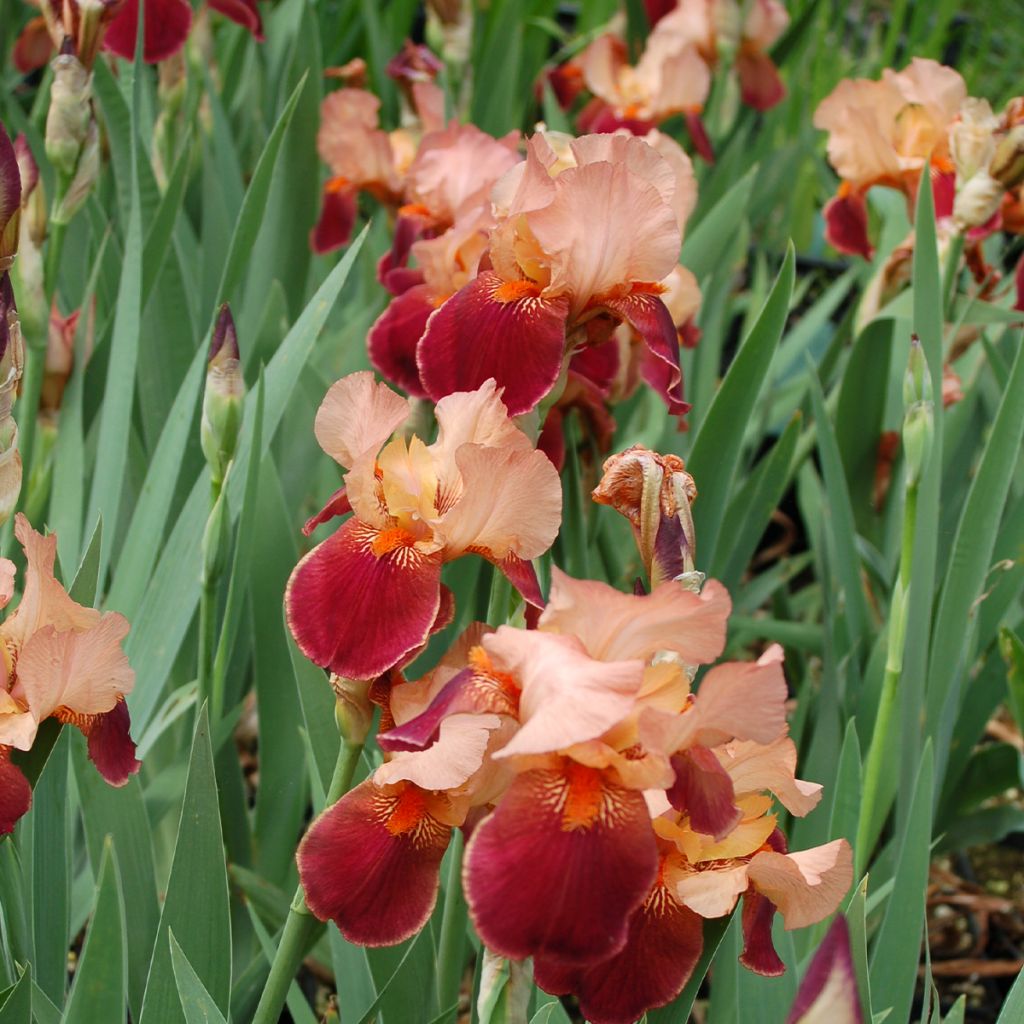 Iris germanica Cimarron Strip - Iris des Jardins