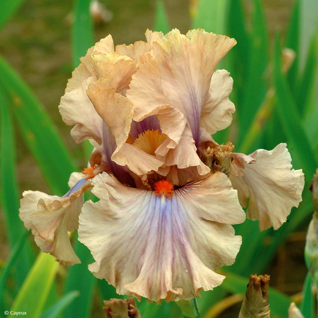 Iris germanica Coffee Trader - Iris des Jardins