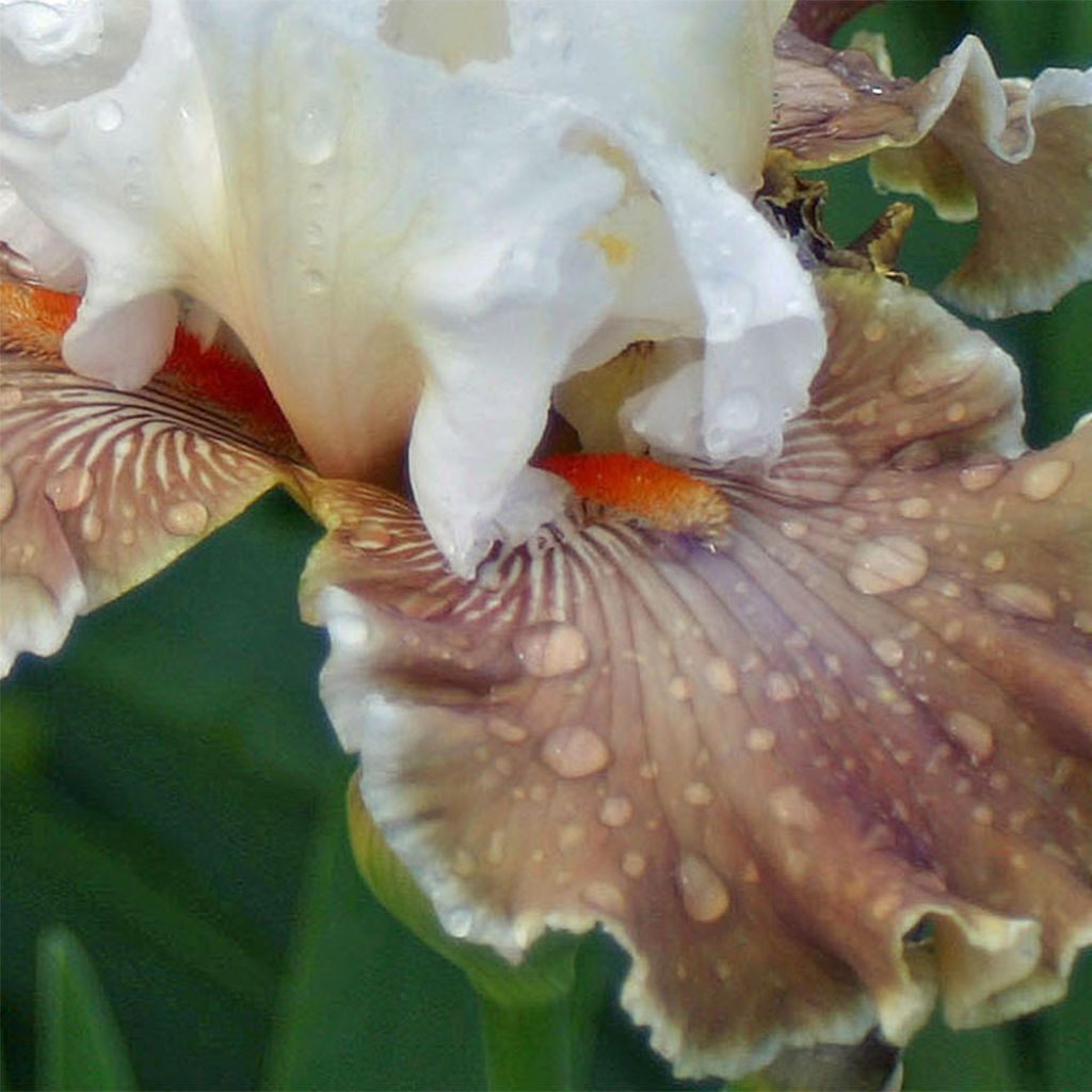 Iris germanica Coffee Whisper - Iris des Jardins