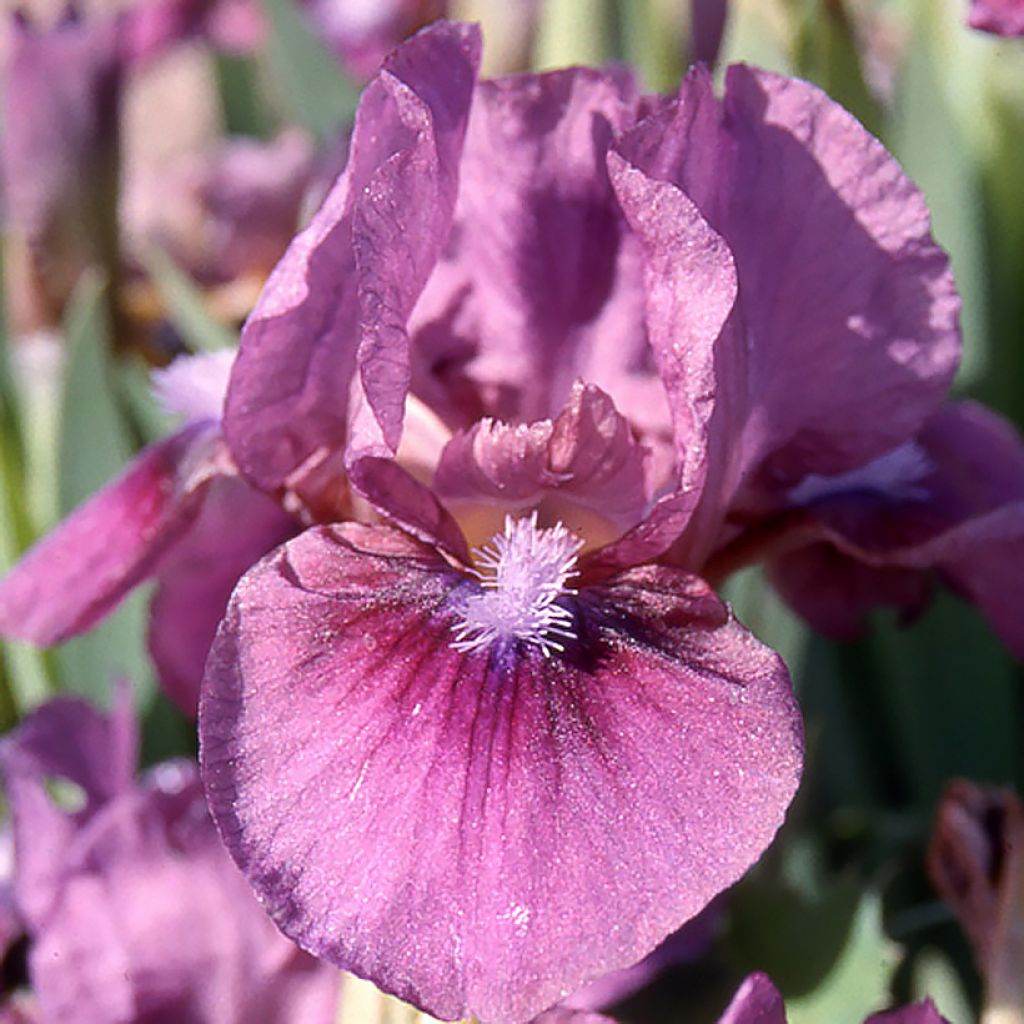 Iris germanica Color me Rose - Lilliput - Iris des Jardins nain