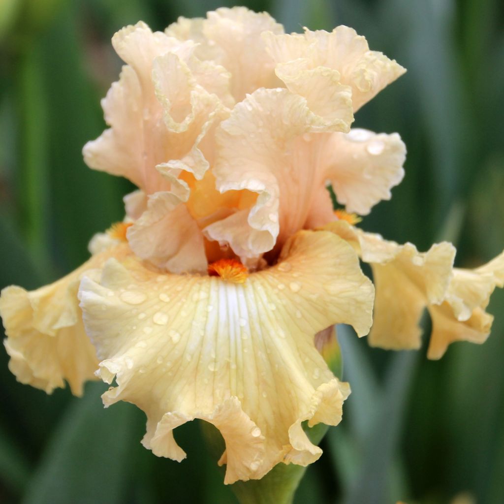 Iris germanica Comes The Dawn - Iris des Jardins