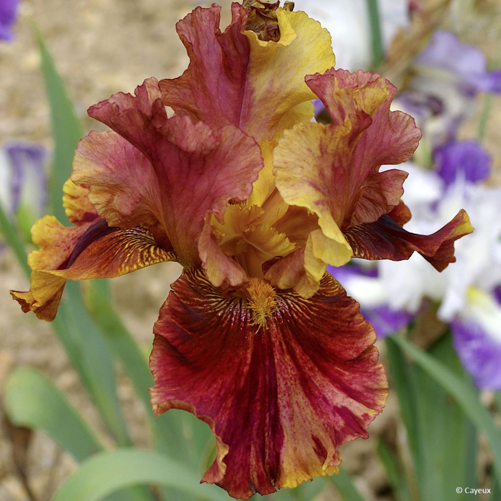 Iris germanica Crimson Tiger - Iris des Jardins