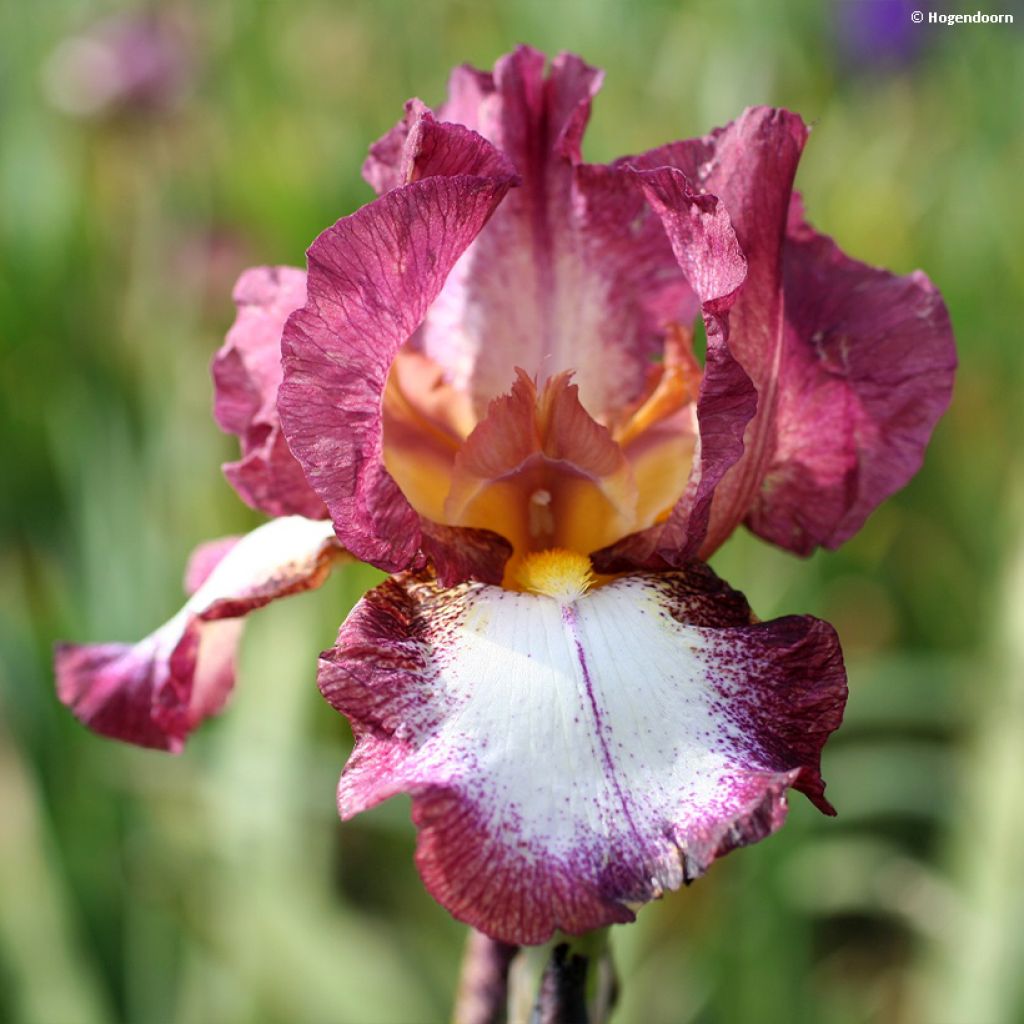 Iris germanica Crinoline - Iris des Jardins