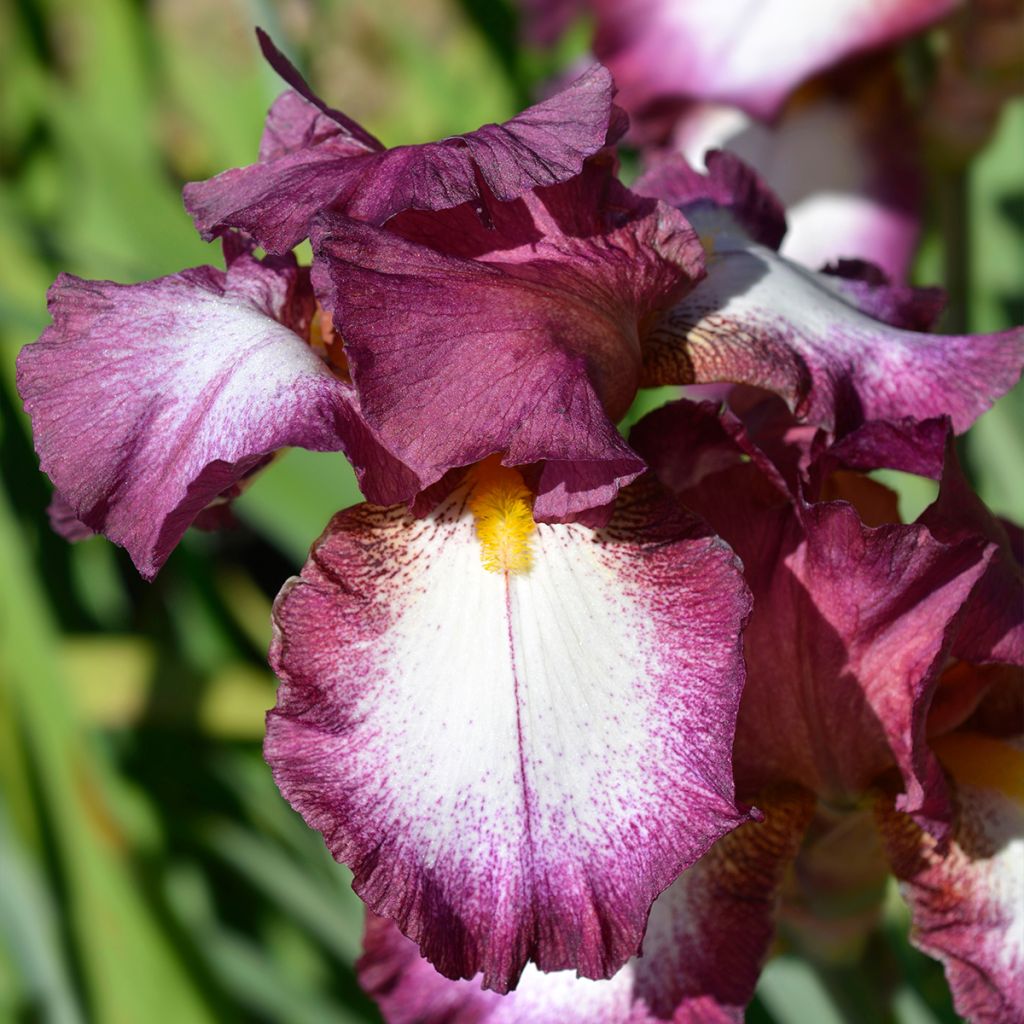 Iris germanica Crinoline - Iris des Jardins
