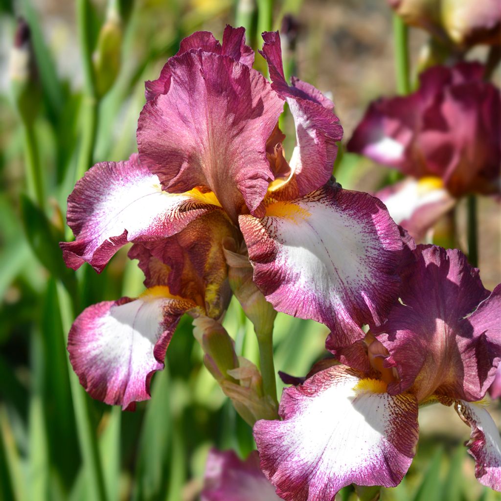 Iris germanica Crinoline - Iris des Jardins