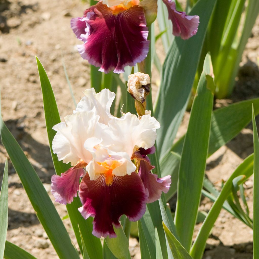 Iris germanica Dance Hall Dandy