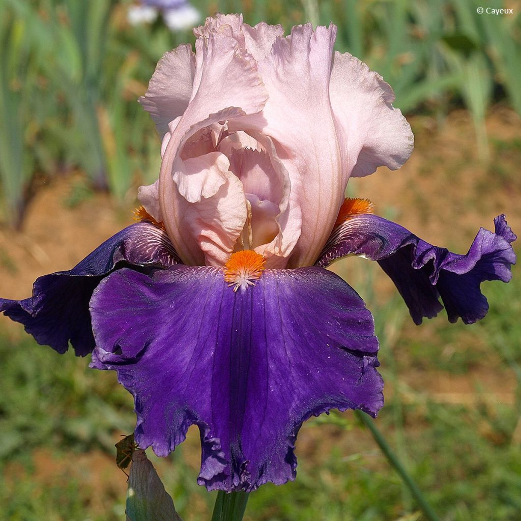 Iris germanica Dating A Royal - Iris des Jardins