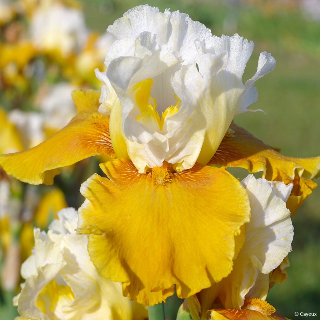 Iris germanica Delicieux Caramel - Iris des Jardins