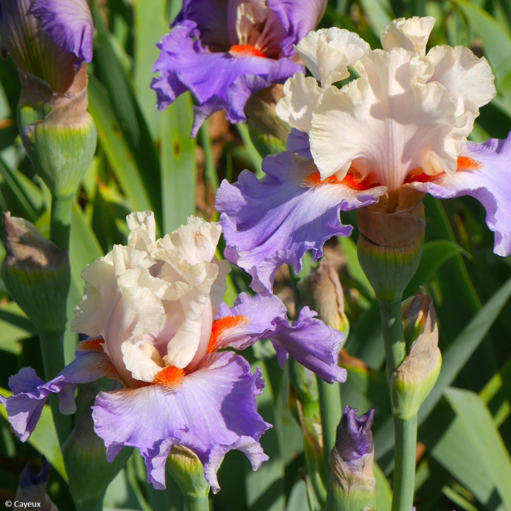 Iris germanica Dernier Cri - Iris des Jardins